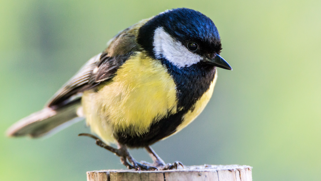Lo que las aves pueden enseñarnos sobre la protesta